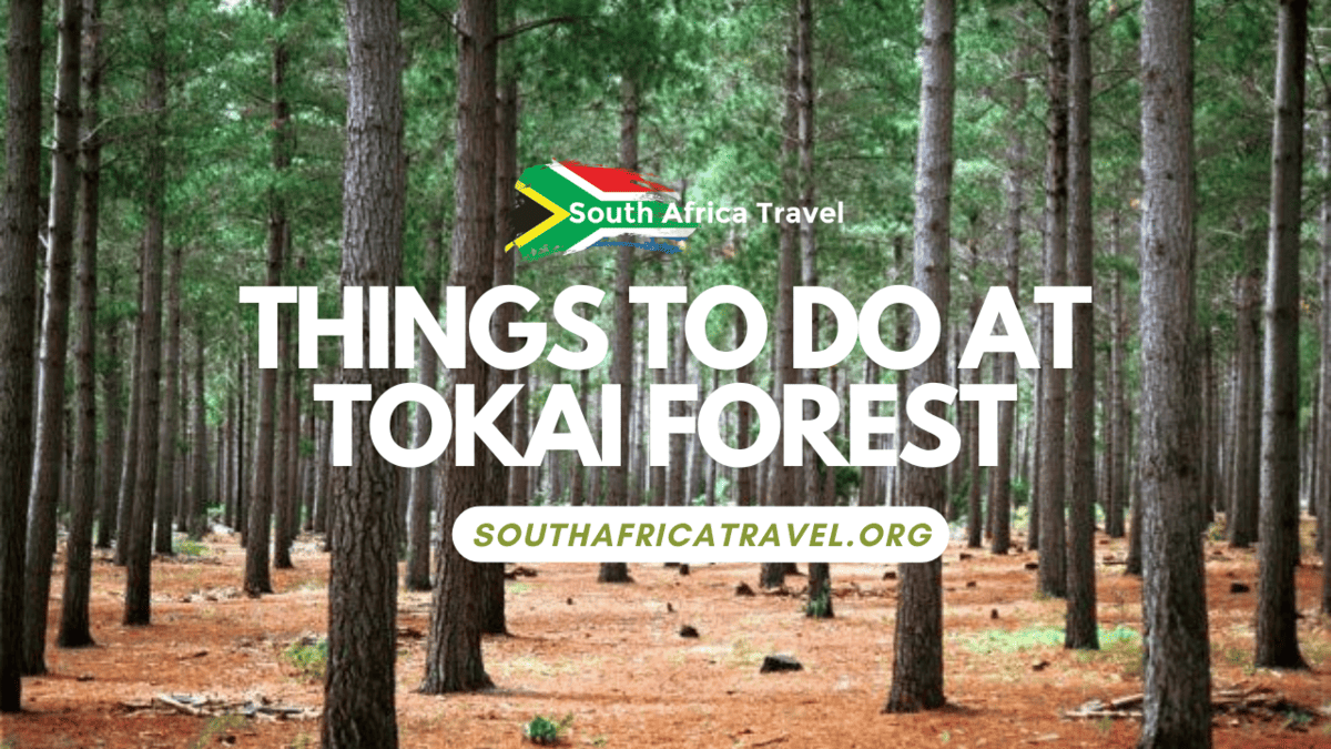 Things to Do at Tokai Forest