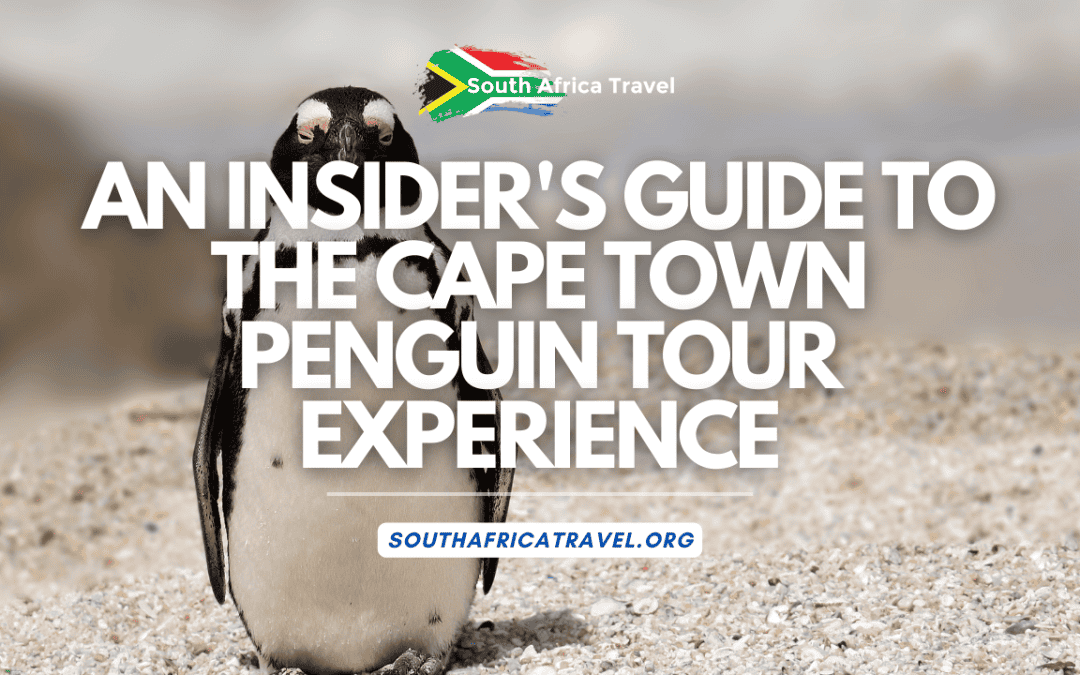 An Insider's Guide to the Cape Town Penguin Tour Experience