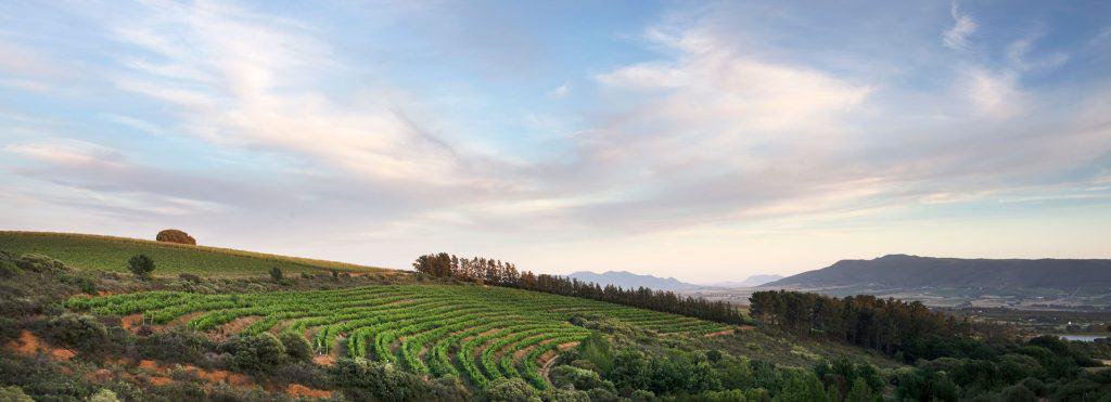 Wine Blending and Food Pairing Experiences at Backsberg