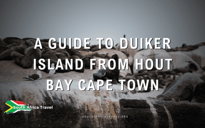 A Guide to Duiker Island from Hout Bay Cape Town