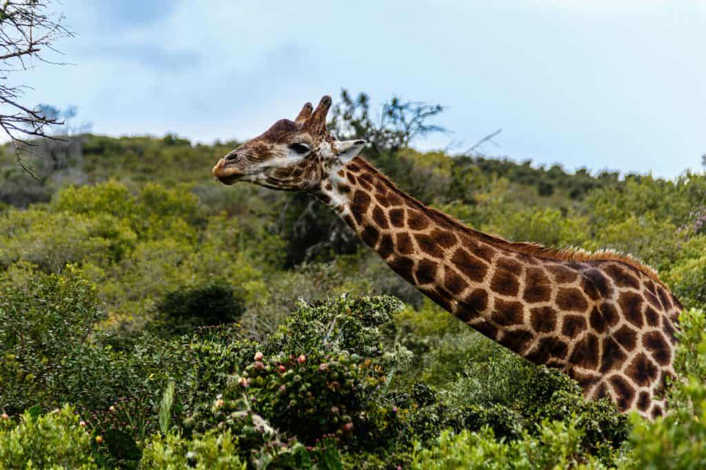 Shuttle From Cape Town To Botlierskop Private Game Reserve