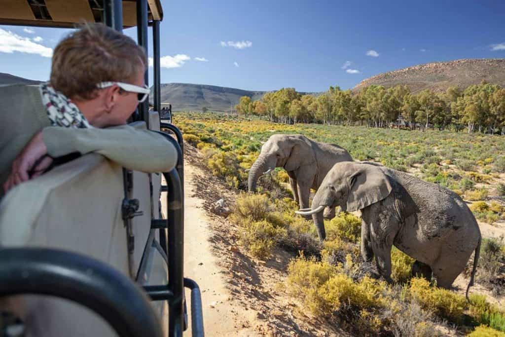 Packages for Safari Tours in Cape Town