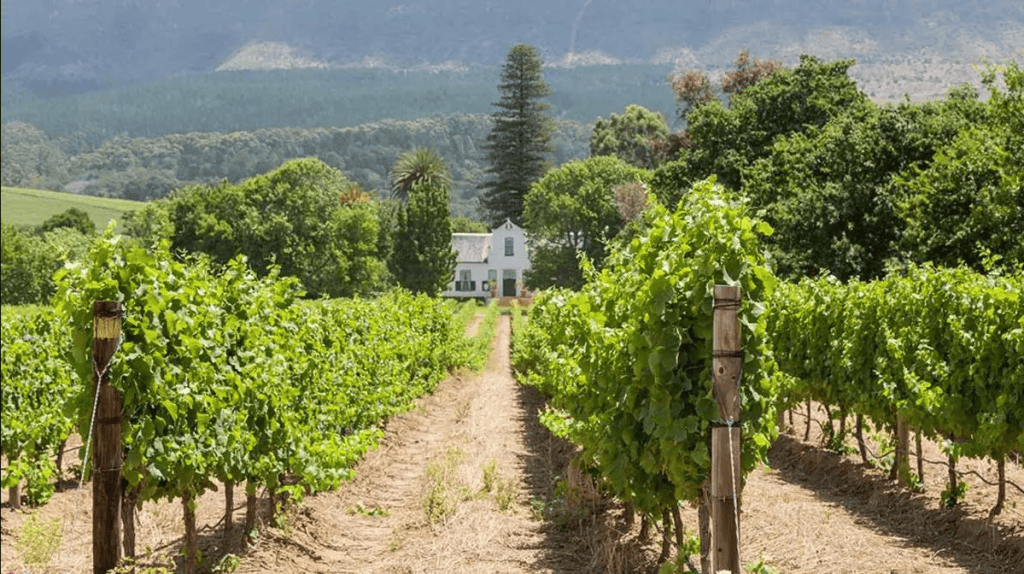 Private Shuttle Service From Cape Town To Constantia