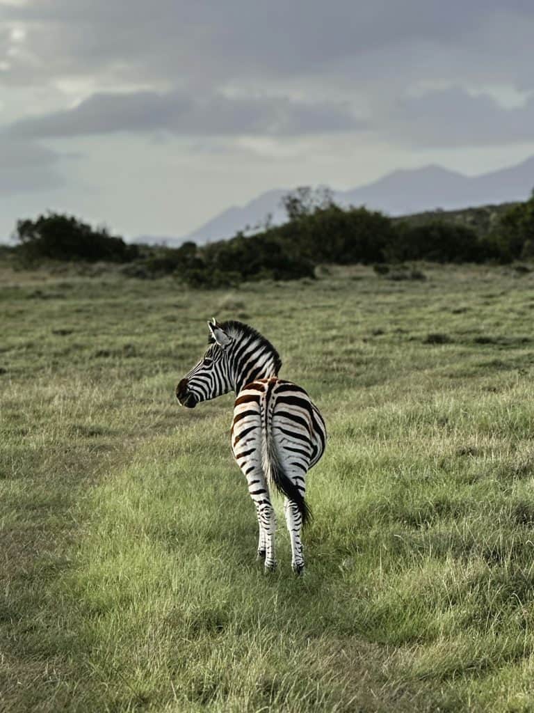 Safari Experiences You Can Enjoy at Gondwana Game Reserve