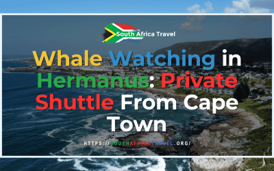 Whale Watching in Hermanus: Private Shuttle From Cape Town