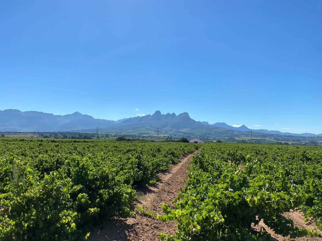 Cape Winelands: A Scenic Wine Tour